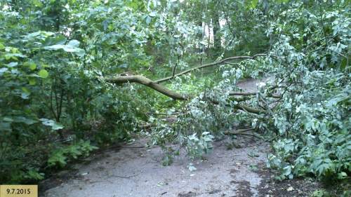 Padlý strom, musel to být hukot.