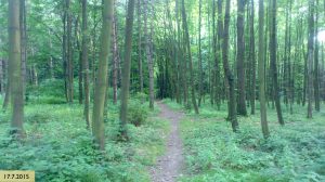 Jedna z mnoha pěšin.